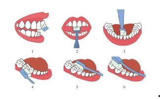成人刷牙正确方法动画视频,成人刷牙正确方法的五大步骤