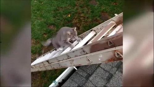 动物变成人类搞笑视频,搞笑视频里的“变身”奇遇记